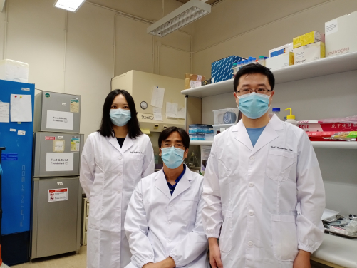 HKU scientists research breakthrough in cell mechanics  discovers abnormal embryo elongation for early treatment